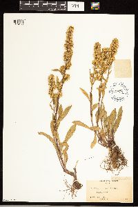 Solidago simplex image