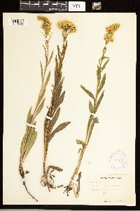 Solidago simplex image