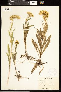 Solidago simplex image