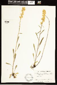 Solidago simplex image