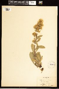 Solidago simplex image