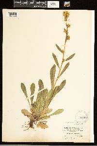 Solidago simplex image