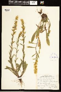 Solidago simplex image