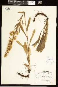 Solidago simplex image