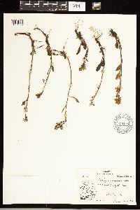 Solidago simplex image