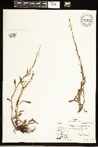 Solidago simplex image