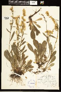 Solidago simplex image