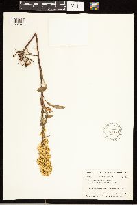 Solidago simplex image