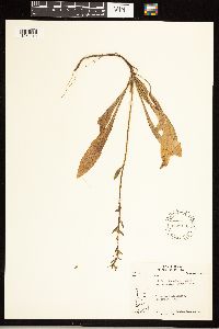 Solidago simplex var. simplex image