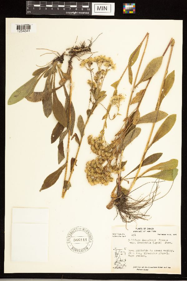 Solidago simplex var. simplex image