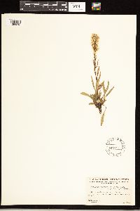 Solidago simplex var. simplex image