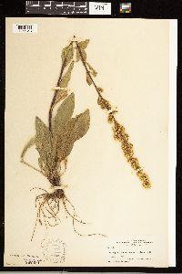 Solidago simplex var. simplex image