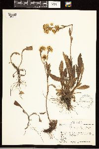 Solidago simplex var. simplex image