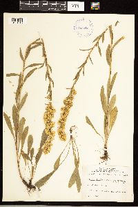 Solidago simplex var. simplex image