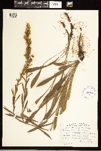 Solidago simplex var. simplex image