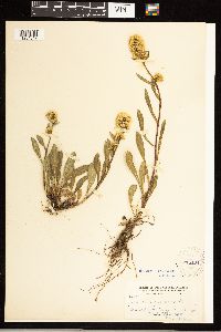 Solidago simplex var. simplex image