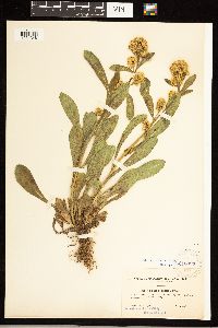 Solidago simplex var. simplex image