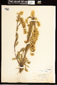 Solidago simplex var. simplex image