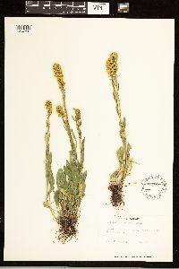Solidago simplex var. simplex image