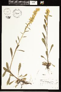 Solidago simplex var. simplex image