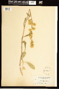 Solidago simplex var. simplex image