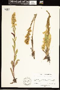 Media resource of Solidago speciosa