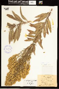 Solidago rigidiuscula image