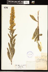 Solidago rigidiuscula image