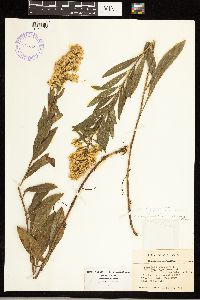 Solidago rigidiuscula image