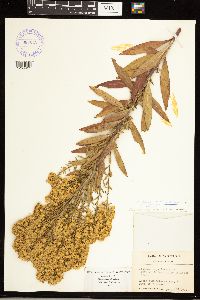 Solidago rigidiuscula image