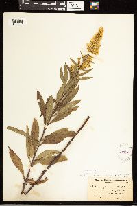 thumbnail image of current specimen