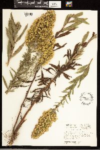 Solidago rigidiuscula image