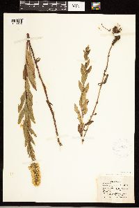 Solidago rigidiuscula image