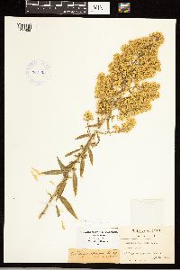 Solidago rigidiuscula image