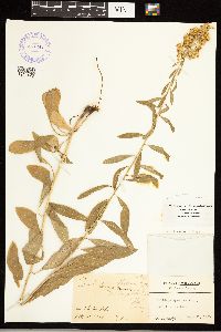 Solidago rigidiuscula image