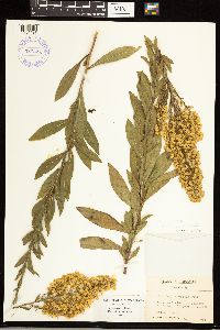Solidago rigidiuscula image