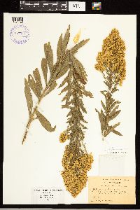 thumbnail image of current specimen