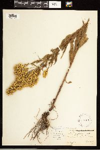Solidago rigidiuscula image