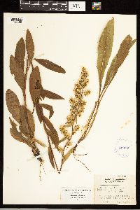 thumbnail image of current specimen