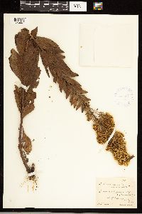 Solidago speciosa image