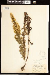 Solidago speciosa var. speciosa image