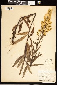 Solidago speciosa var. speciosa image