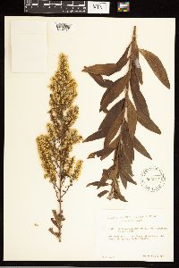 Solidago speciosa var. speciosa image