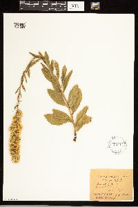 Solidago speciosa var. speciosa image