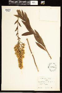 Solidago speciosa var. speciosa image
