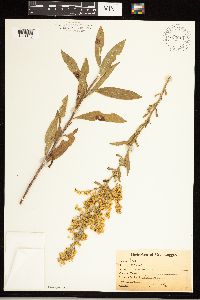 Solidago speciosa var. speciosa image