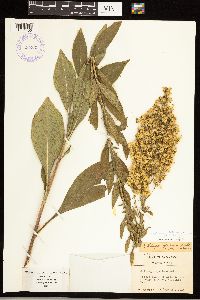 Solidago speciosa var. speciosa image