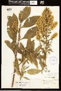 Solidago speciosa var. speciosa image