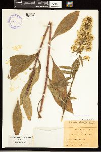 Solidago speciosa var. speciosa image