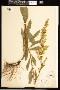 Solidago speciosa var. speciosa image